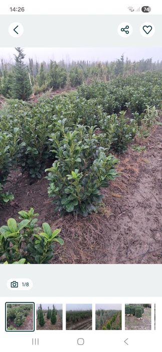 Potinia laur englezesc pin