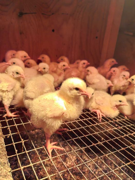 Цыплята бройлер Росс 308