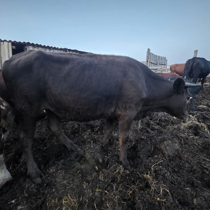 Продам телок на коров