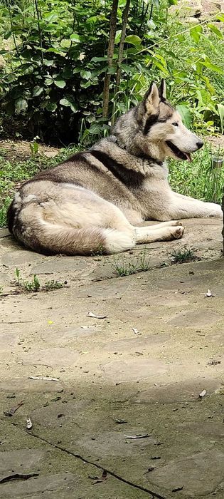 Donez Husky femelă Valenii de Munte • OLX.ro