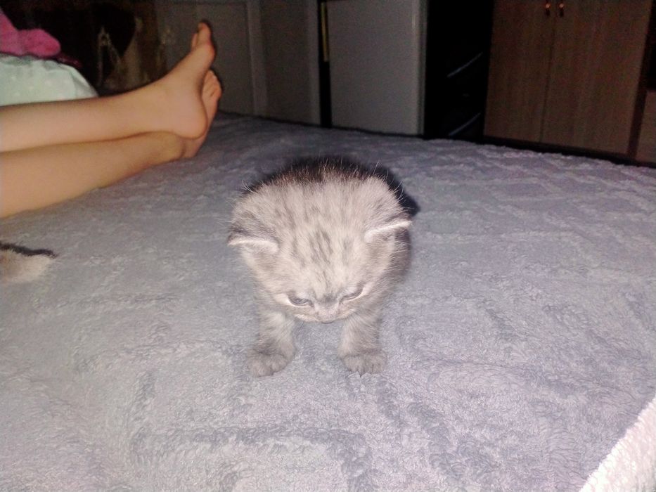 Котята британские