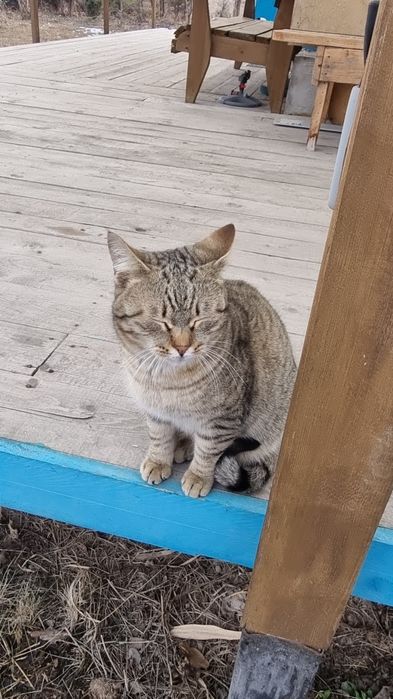 Очень ласковый котик, молоденький