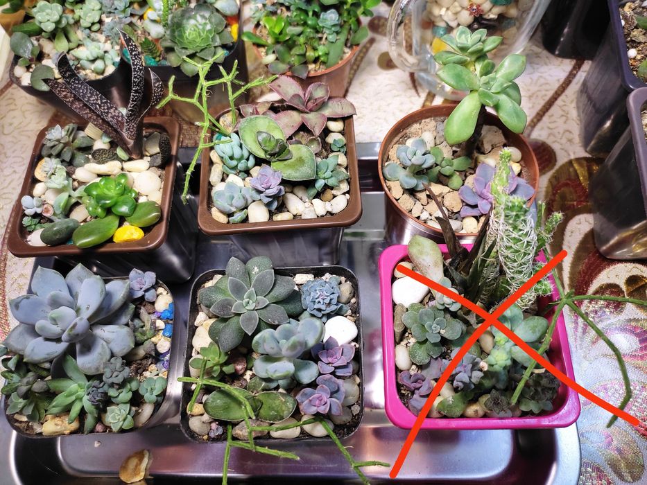 Мини садики из суккулентов