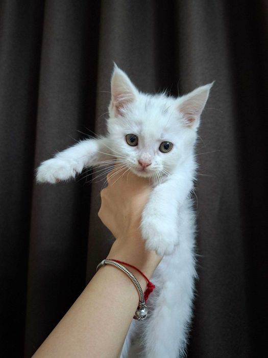 Очаровательные котята