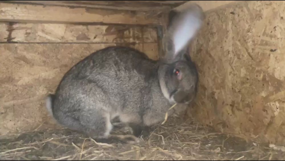 Iepuri diferite rase