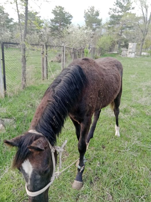 Жуас тай сатылады