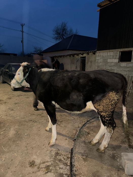 Бордакы сиыр,бука сатылады