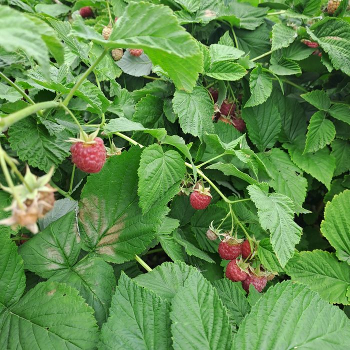 Продам саженцы малины.