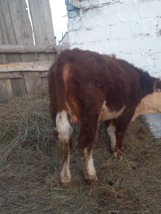 Продам быка белоголовый