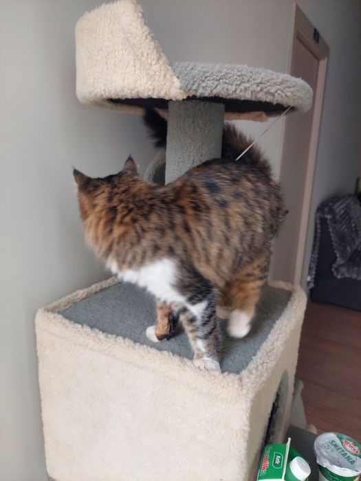 Котенок девочка Ташкент