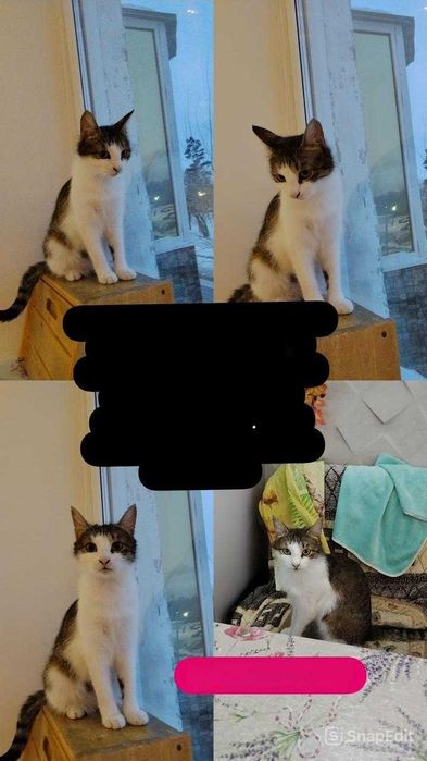 Молодая кошечка в хорошие руки