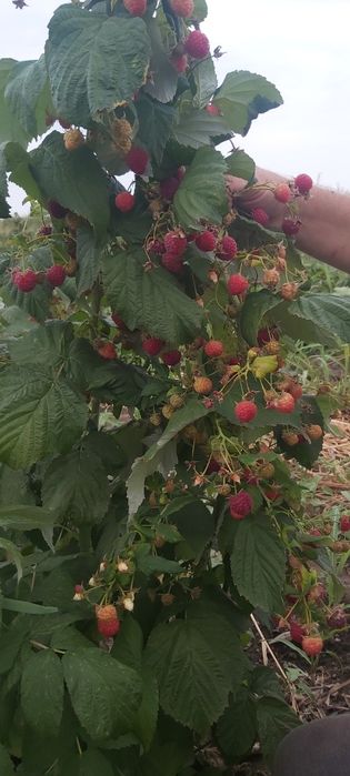 Малина ремонтантный сорт ПАЛАНА