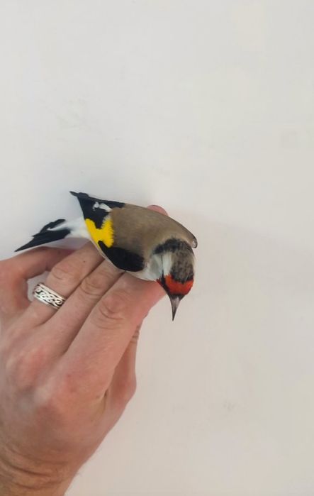 Продам щегла. Две недели как выдержанный