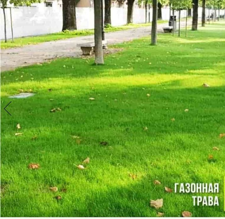 Семена газона Быстрорастущие