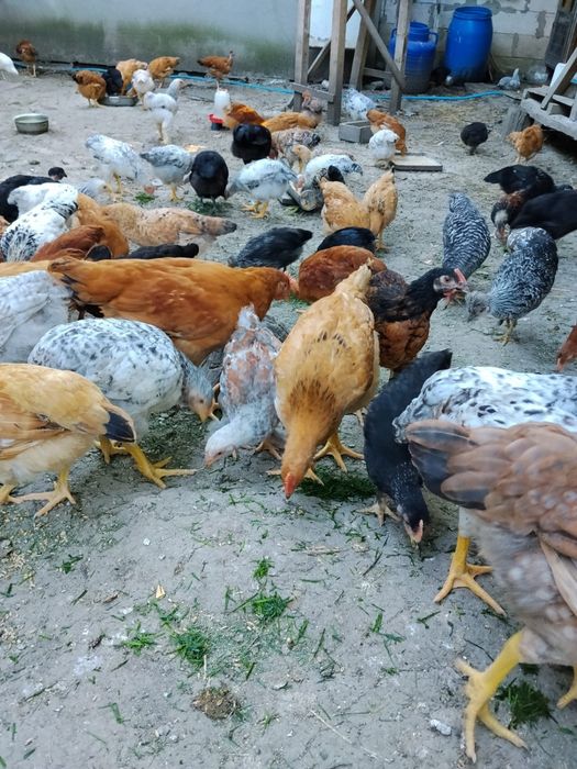 Puicuțe de vânzare Prahova