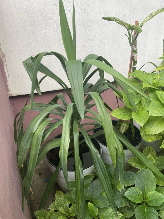 vand plante de apartament