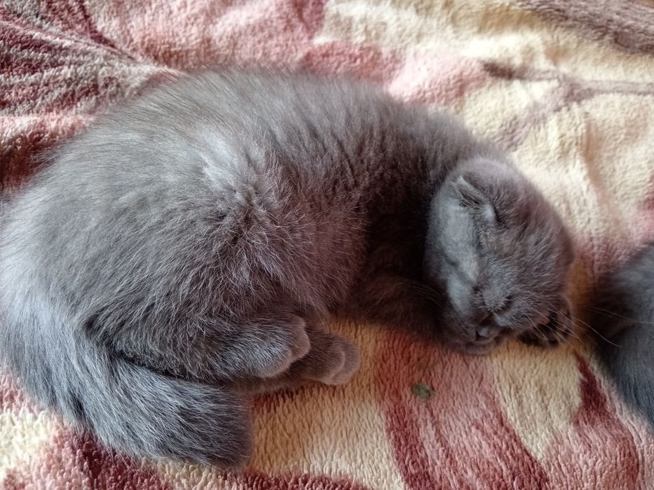 Срочно продам скотиш фолда