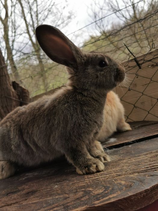 Iepurași de vânzare.