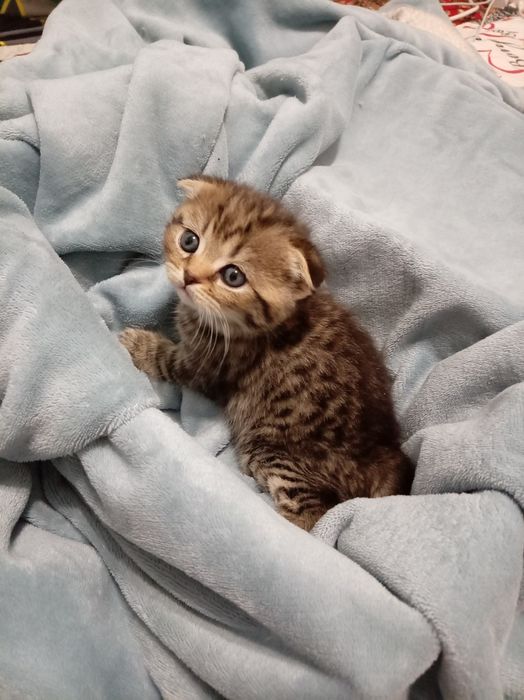 Продам котенок девочка выслоуха Scottish Fold