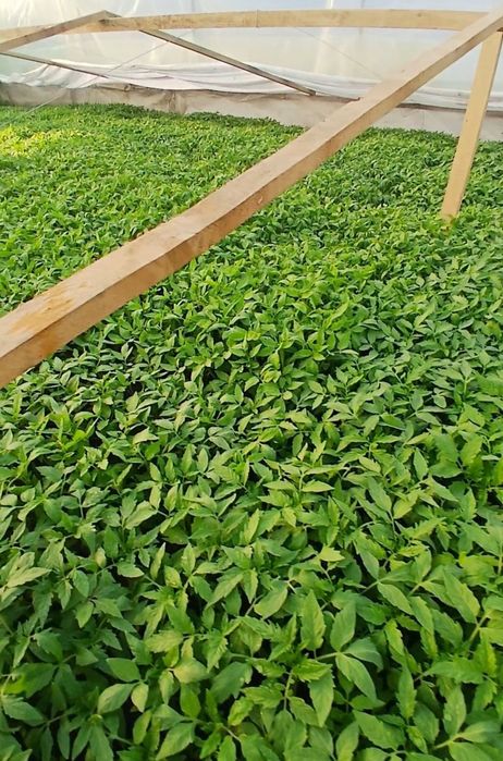 Vand rosii,Rila,kalina,prekos