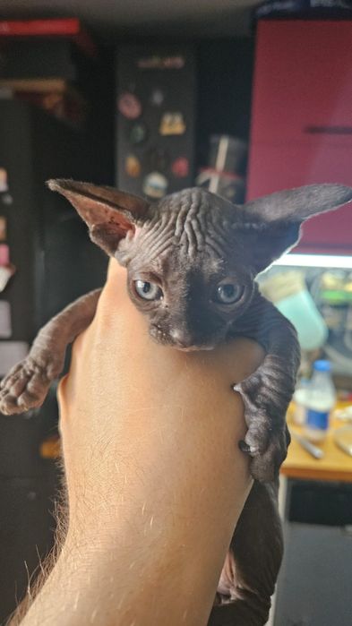 Продам котят сфинкса