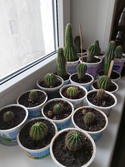 Кактус.Денежное дерево.Толстянка.