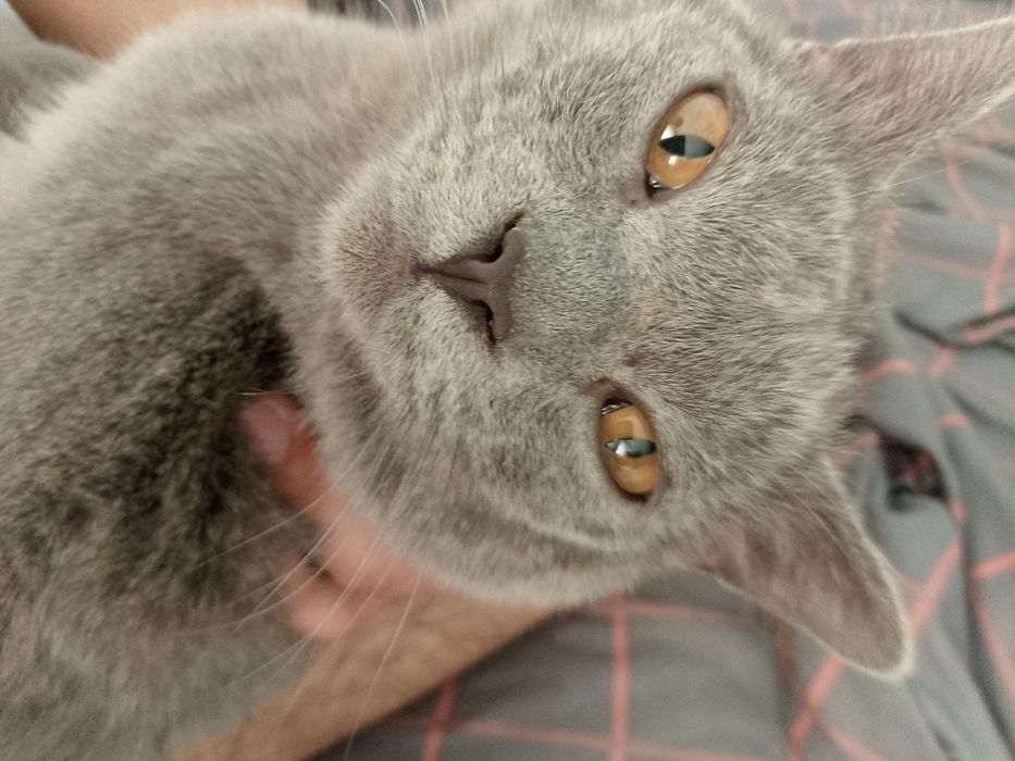 Продается кошка британская