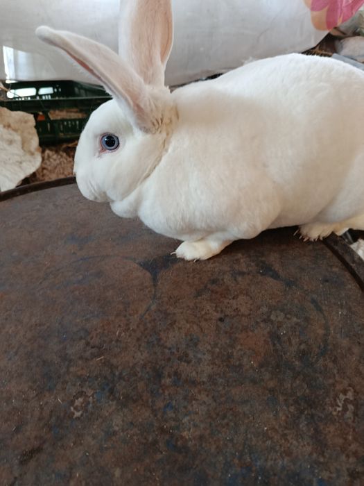 Iepuri Rex alb cu ochi albaștri