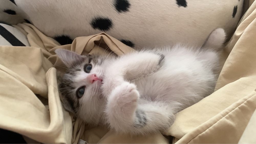 Котята бесплатно отдам