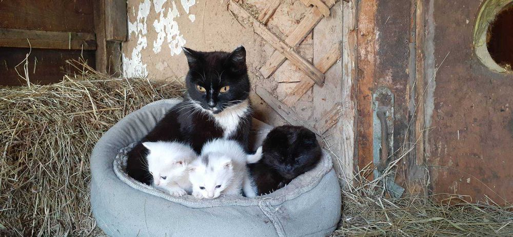 Дарю, успей забрать котика!