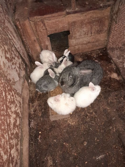 Продам кроликов по 1000т