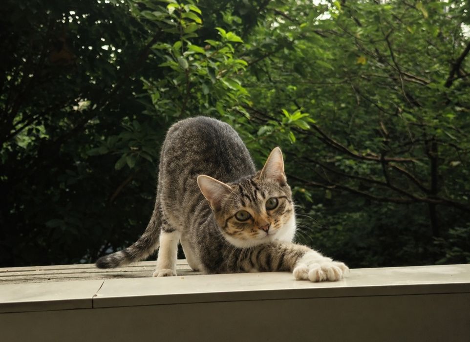 Котенок мальчик в добрые руки! 3,5 месяца.