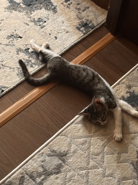 Кошечка, 4 месяца, самка. Ласковая и игривая, ищет любящую семью