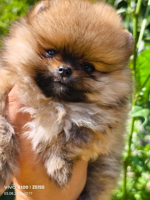 Продам щенков шпица.