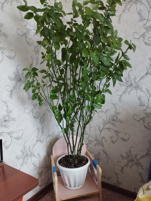 Продам Комнатные цветы