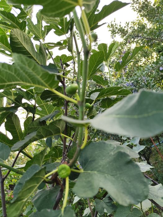 Leandru din semințe, plante leandri