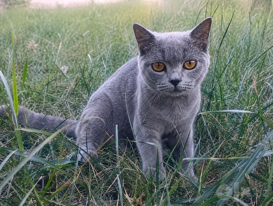 Продается котенок