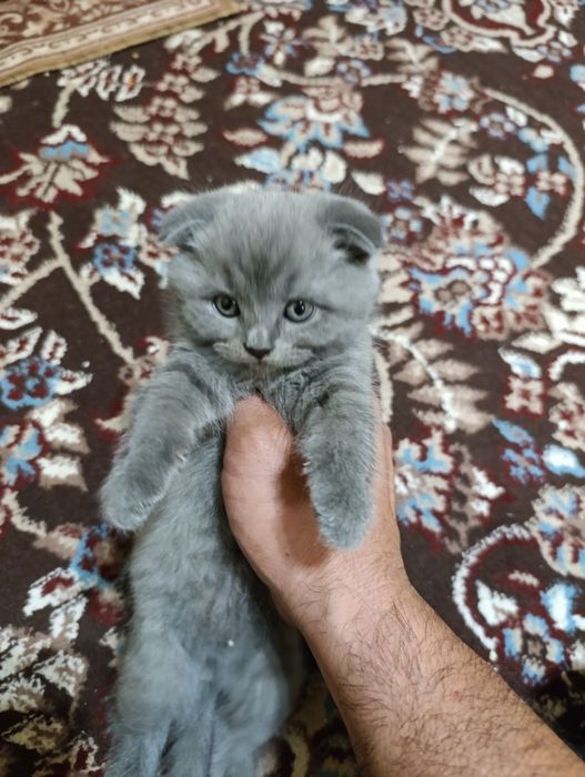 Mushukchalar sotiladi