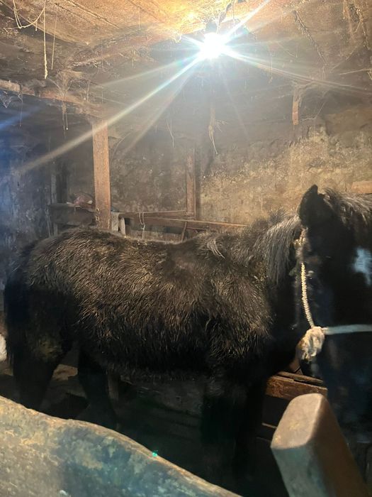 Продается лошадь