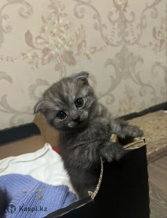 Шотландские котята бронь