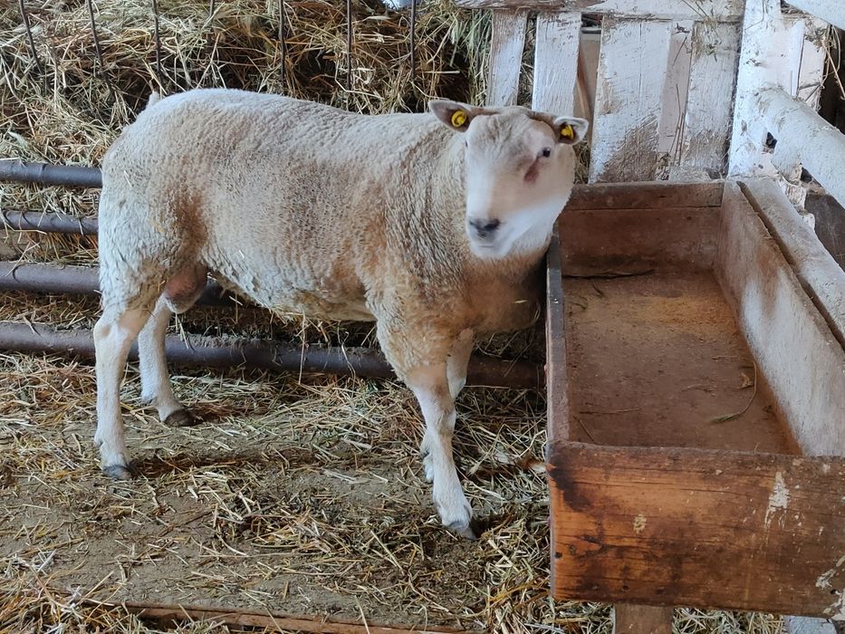 Vand berbec texel