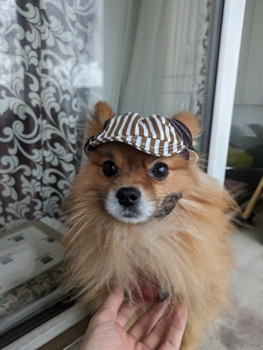 Шпиц ищет невесту, вязка.