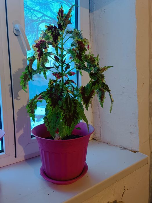 Продам домашние цветы