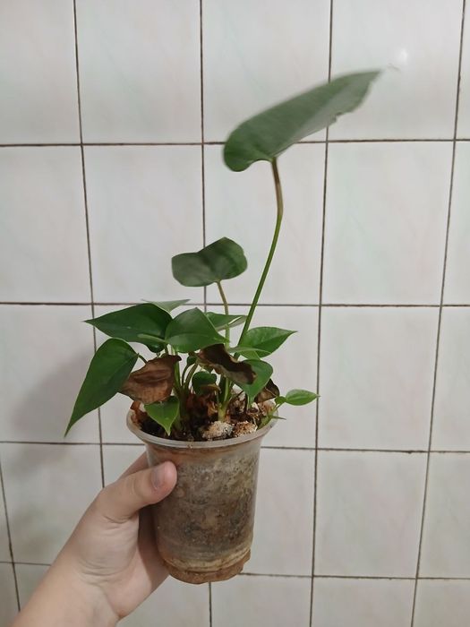 Продам цветы домашние