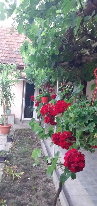 vand casa Sebis, Arad