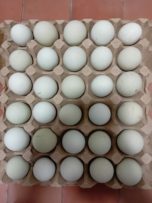 Uxayul tovuq tuxmlari sotlad