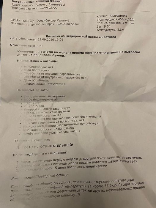 Собака, девочка.