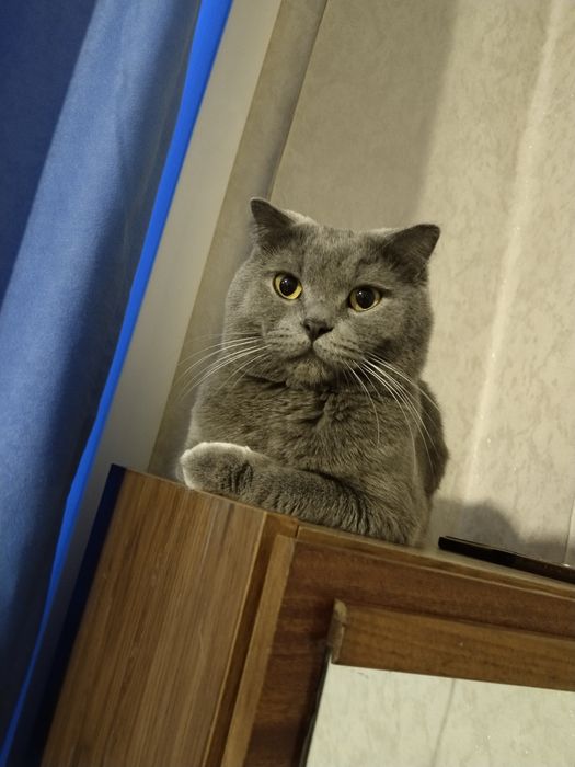 Продам котят помесь шотландского