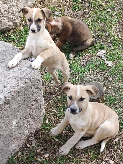 Щенки дворняжки в добрые руки