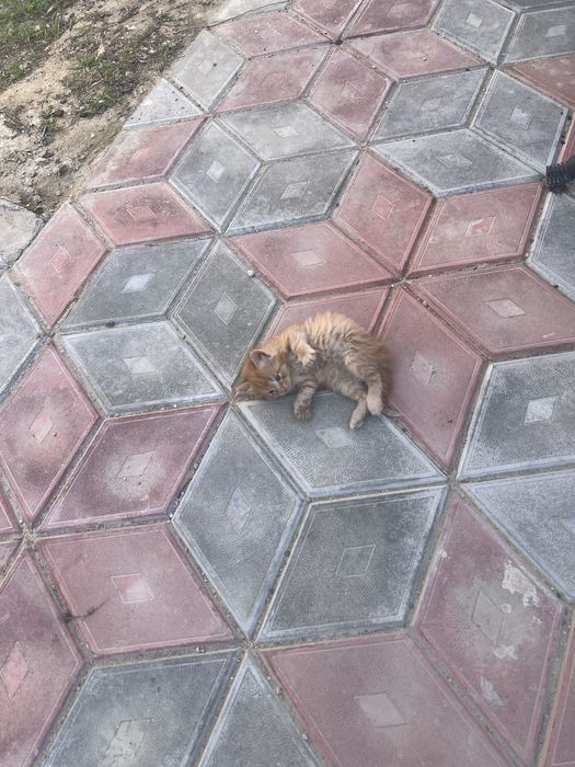 Котята. Мысықтарды бағатын адамға беремін.